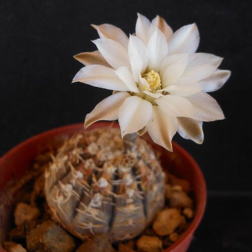 Gymnocalycium ragonesii