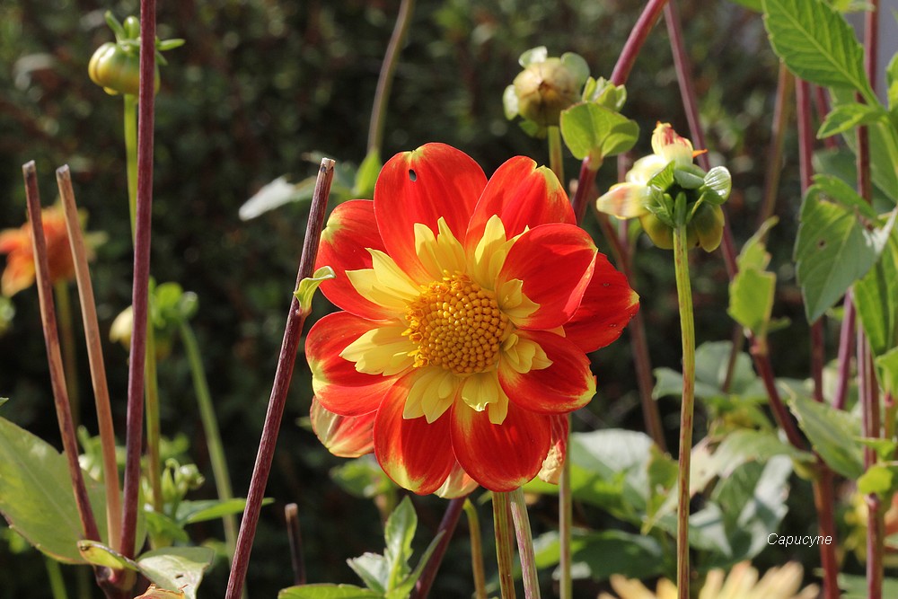 Feu d'artifice d'automne : hélianthus et dahlias