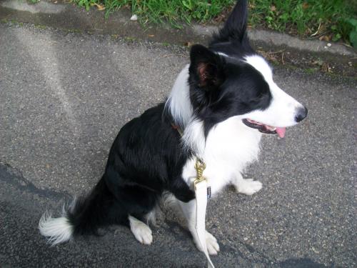 GENTIL - Border collie (2 ans)