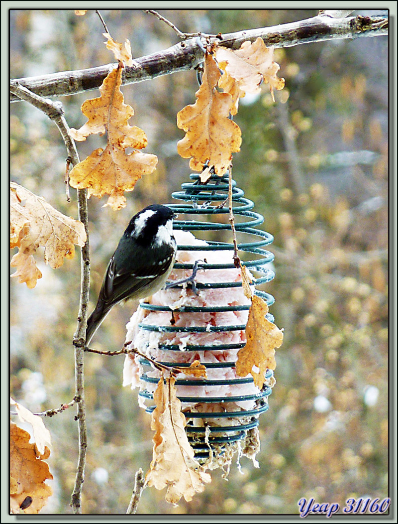 Mésange noire (Periparus ater)