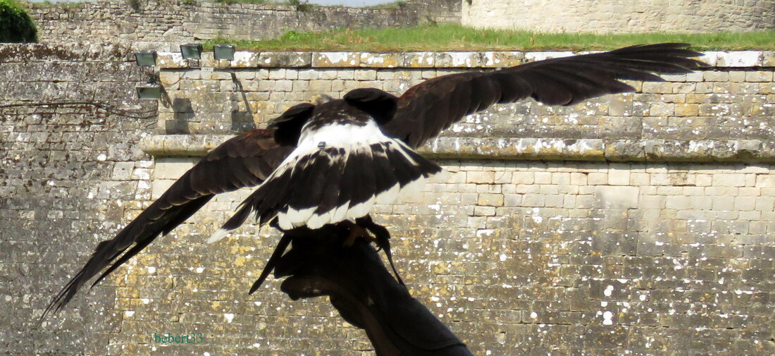 un rapace à Blaye (33)