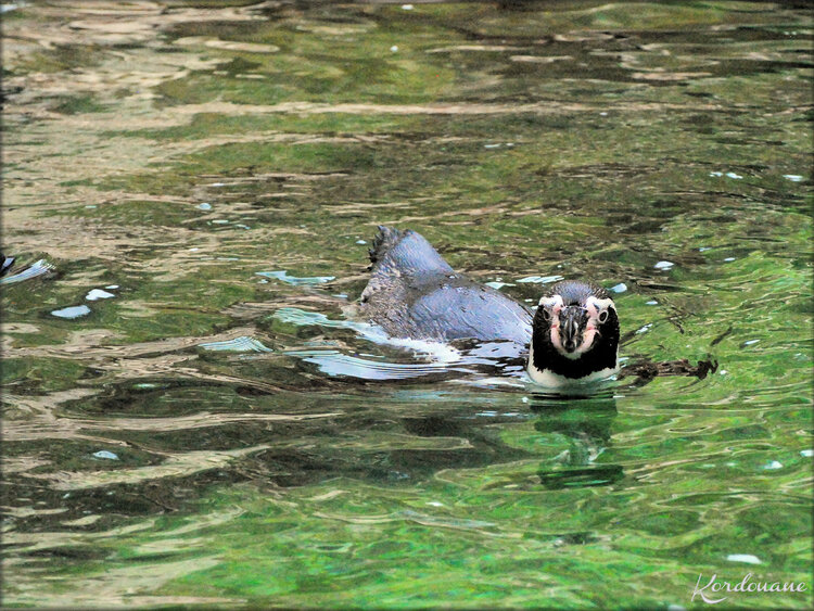 Manchots de Humboldt (Zoo de Doué la Fontaine)