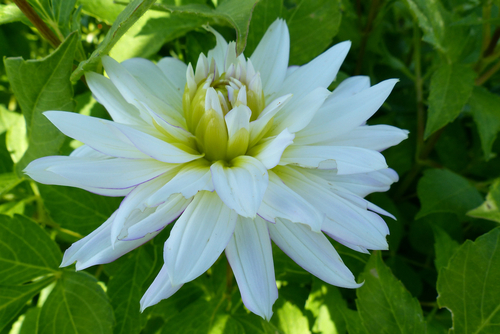 Dahlias :