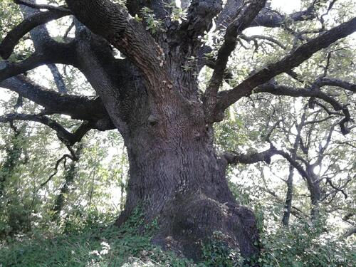 Le silence de la forêt.