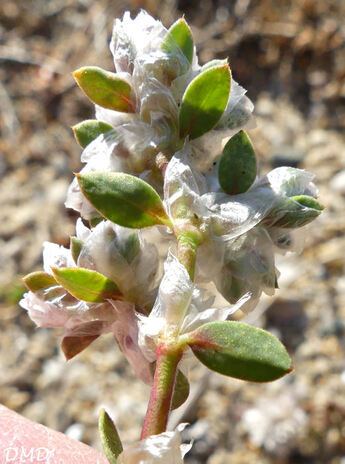 Paronychia argentea  *  paronyque argentée