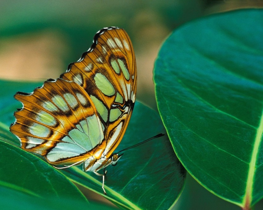 10 Images de Papillons