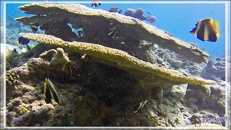 Poisson cocher fantôme ou Hénioche singulier, Phantom or indian ocean bannerfish (Heniochus pleurotaenia) - Moofushi Kandu - Atoll d'Ari - Maldives