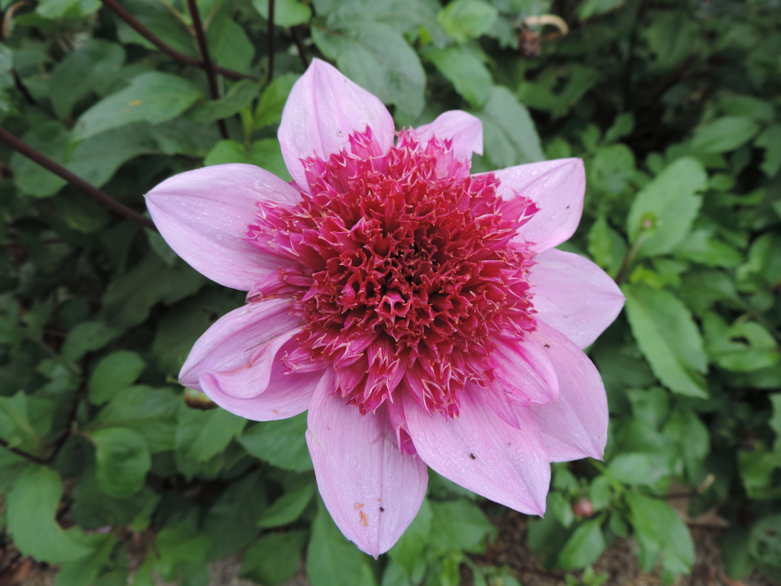 une fleur bleue !