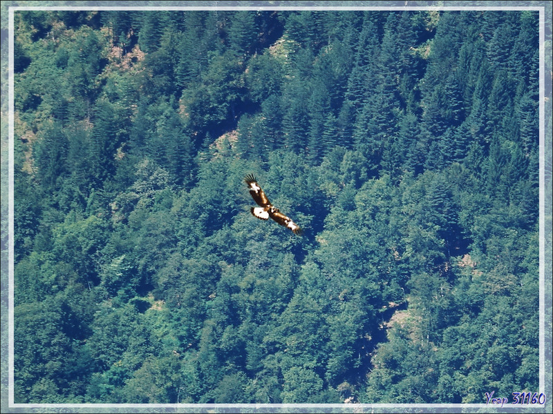 Aigle royal, Golden Eagle (Aquila chrysaetos) vu du  Mail de l'Aigle - Artigue - 31