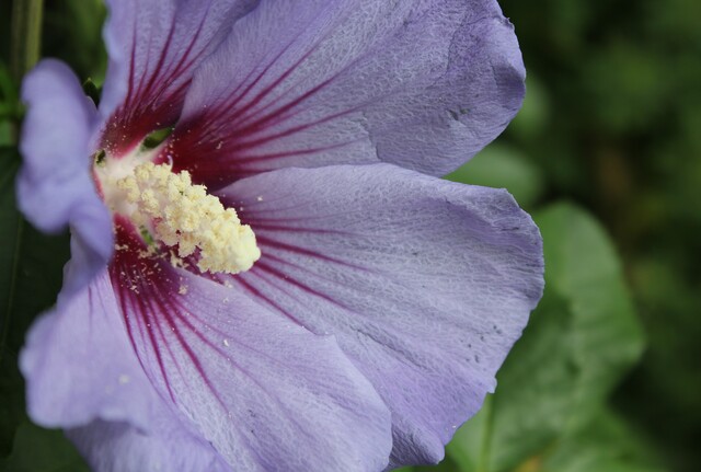 hibiscus syriacus Ultramarine