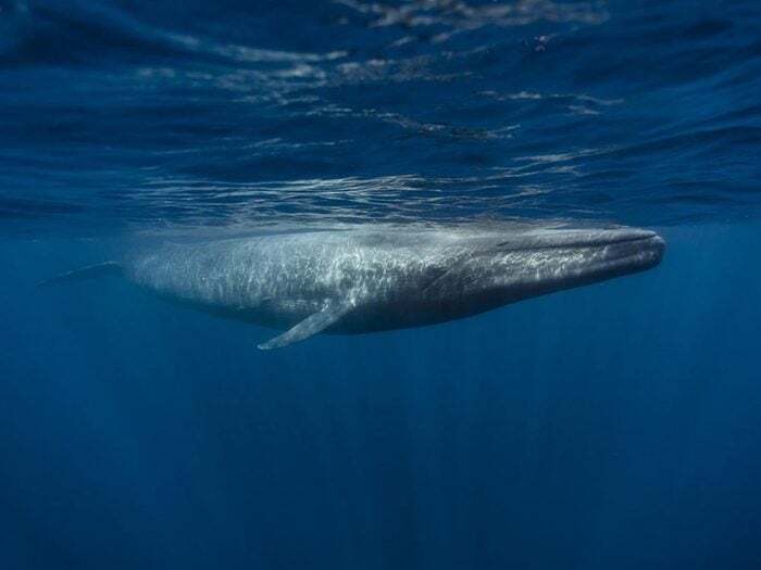 Fait insolite: La langue de la baleine bleue peut peser autant qu’un éléphant.