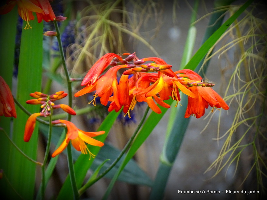 Fleurs dans le jardin 