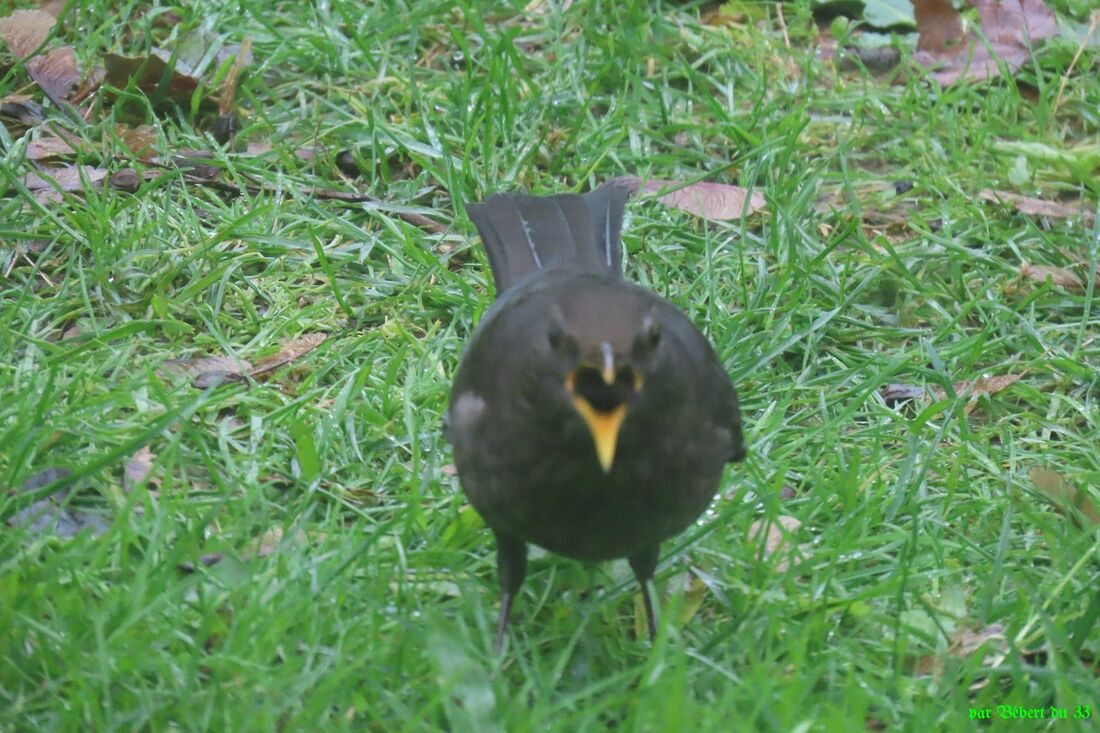 les oiseaux de mon jardin