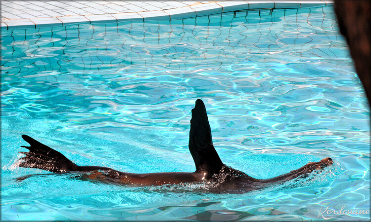 Photo du spectacle des Otaries de Californie (Zoo de la Palmyre)