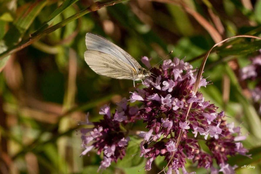 papillon-sur-trefle-8451.jpg