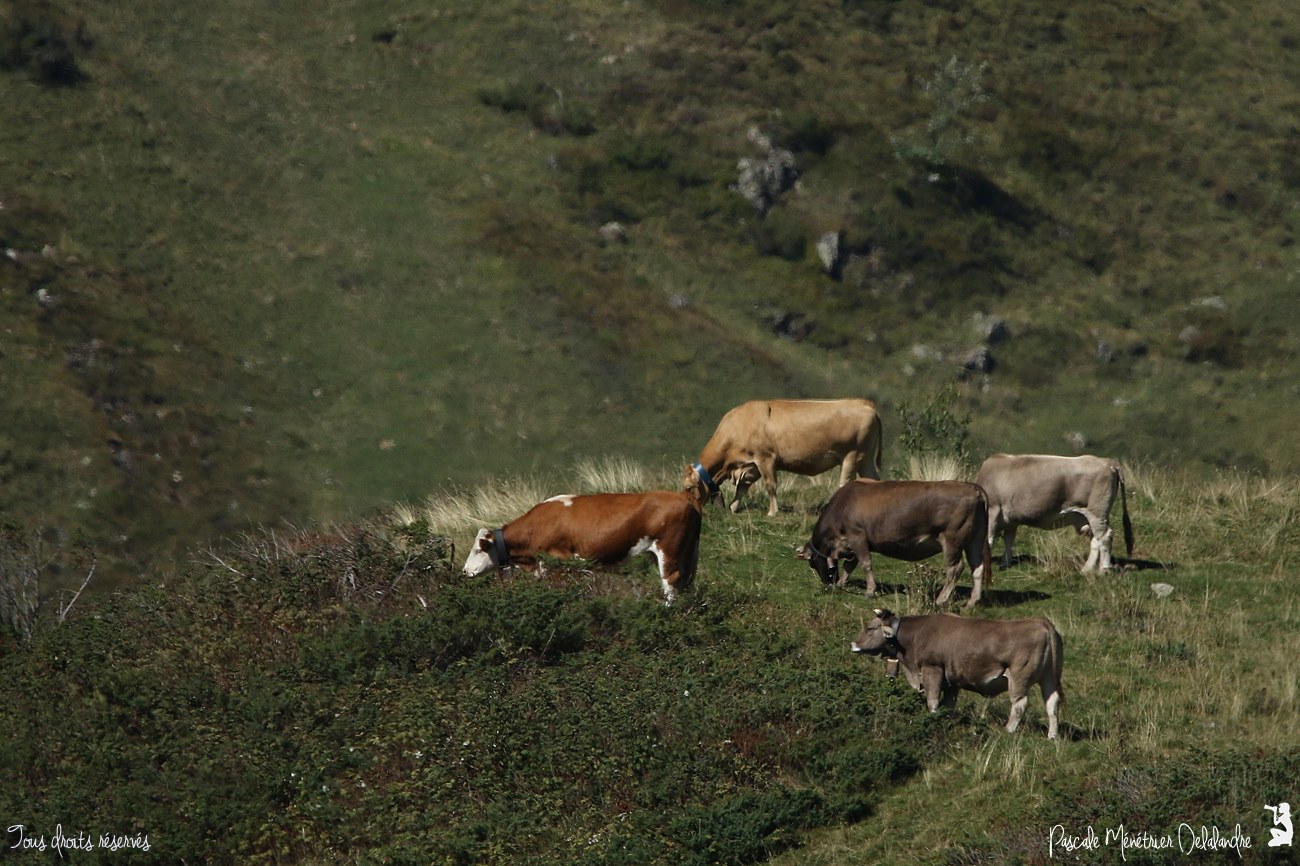 Vaches en Hautes-Pyrénées