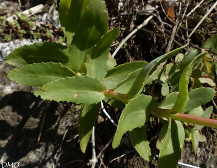 Hylotelephium maximum = sedum telephium   grand orpin