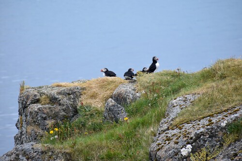 De Laugarhóll à Laugarhóll via Grímsey