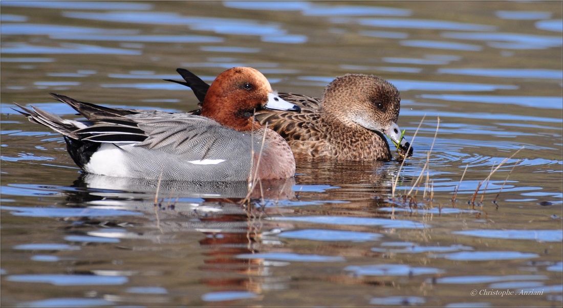 Canard siffleur ♂♀