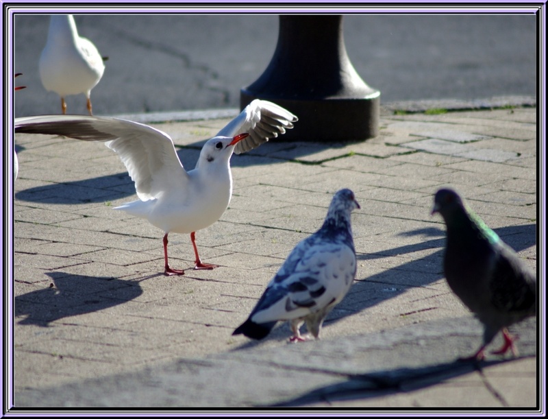 Ballet des mouettes sur les quais de La Rochelle