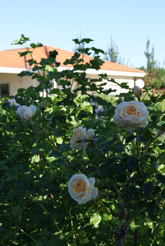 rosier-tige ' Covent garden ' d'Harkness