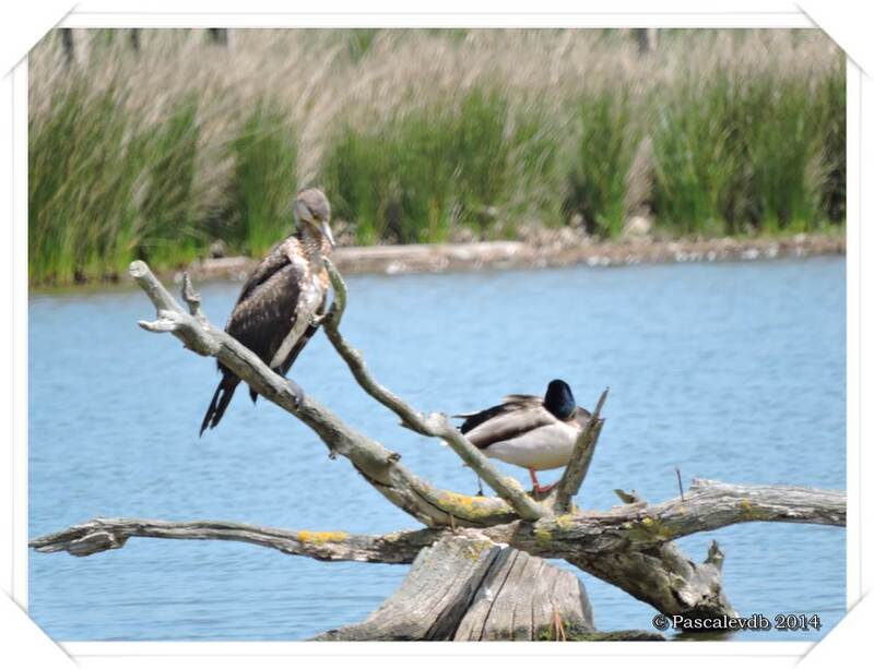 En vadrouille à la réserve ornitho du Teich - 6/13