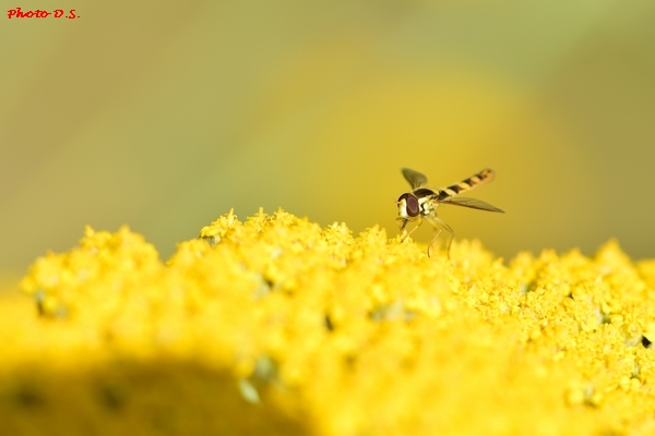 D'autres belles photos d'insectes et de fleurs réaliséées par D.S.