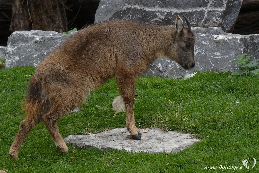 Goral gris