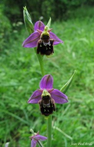 ophrys bourdon sig