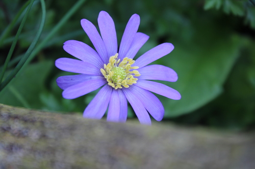 Fleurs de printemps