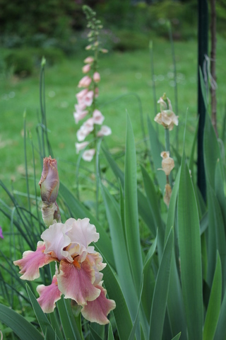 iris rose tendre 'Cameo Wine' de Promesse de fleurs