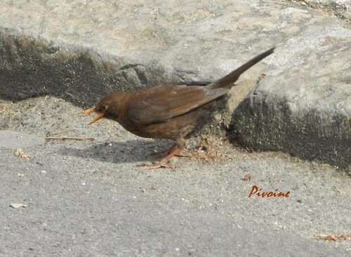 DANS UNE PETITE RUE TRANQUILLE...