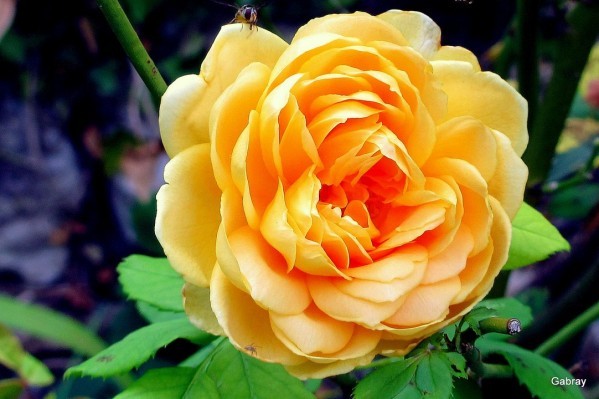 d02---Rose-jaune.JPG