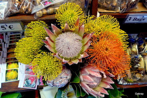 Madère : fleurs au jardin et chez le fleuriste ... n17