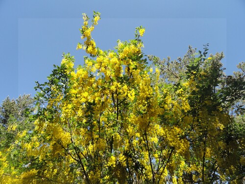 Fleurs jaunes