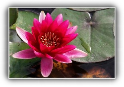 Lotus : La fleur du cœur