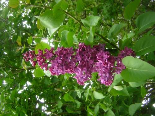 Fleurs de Beaugency  