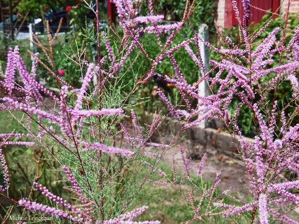 Une balade fleurie dans mon village le 31 juillet (suite)...