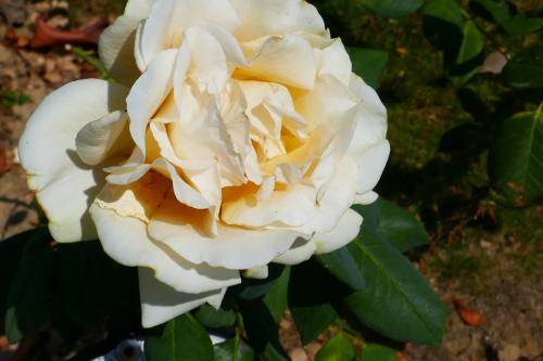 Le cartoscope du samedi 7 août 2021