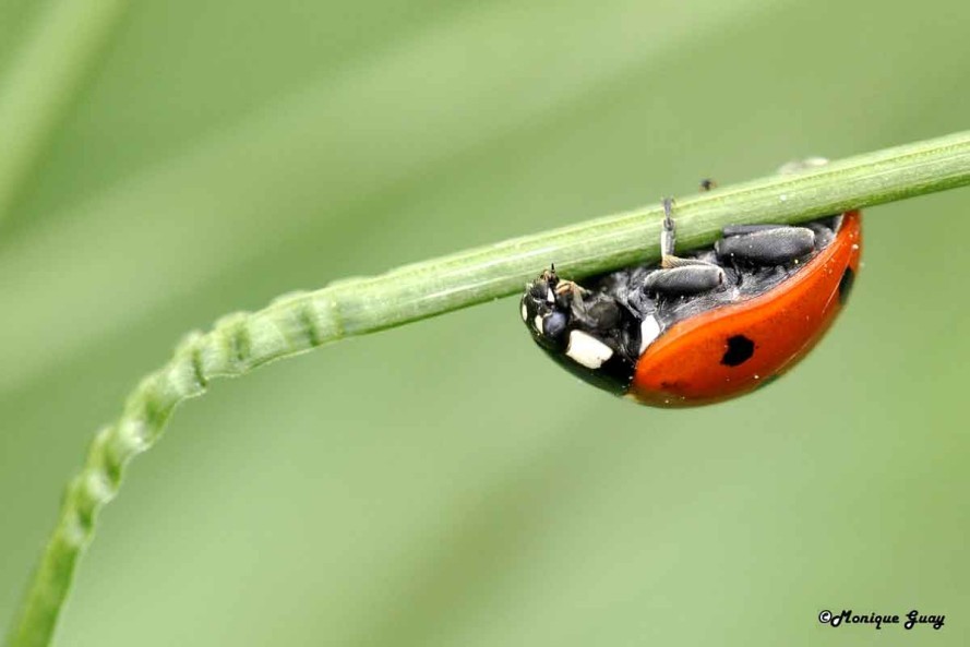 DSC7129-coccinelle-al