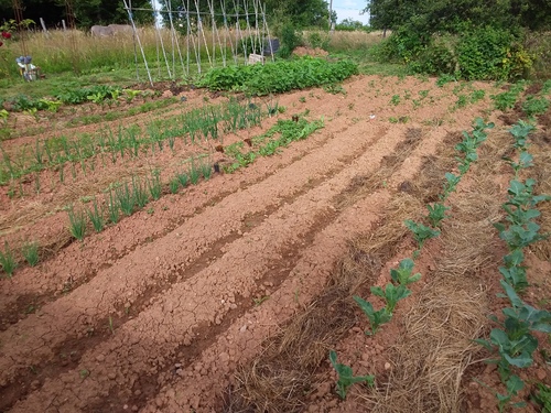 Visite au potager, un mois plus tard