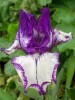 Iris de bordure Rare Edition