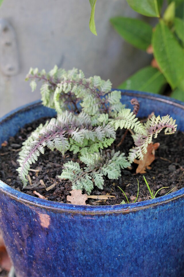 Athyrium Pictum