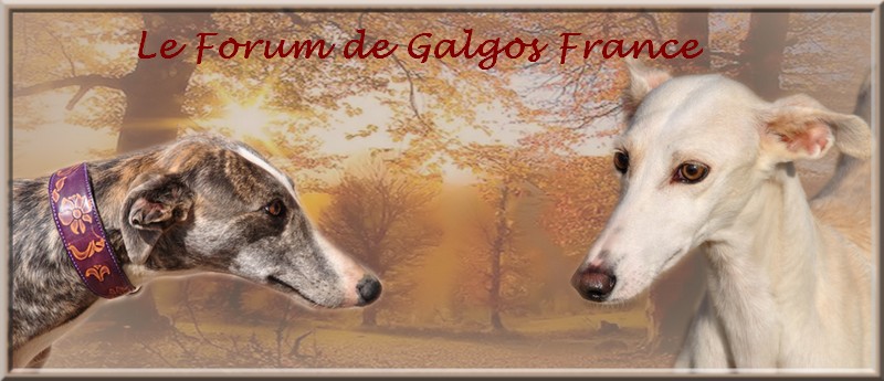 Cadeaux faits sur mon forum pour Galgos France