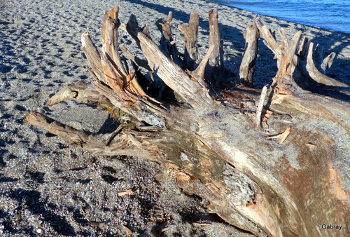 Le Barcarès : tronc échoué sur la plage ...