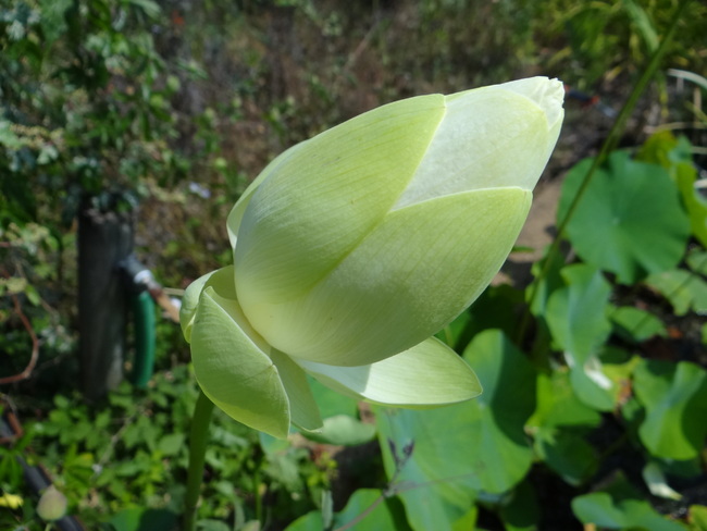 Lotus à Brantôme