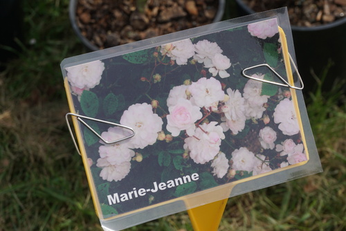 La fête des plantes de Cheverny