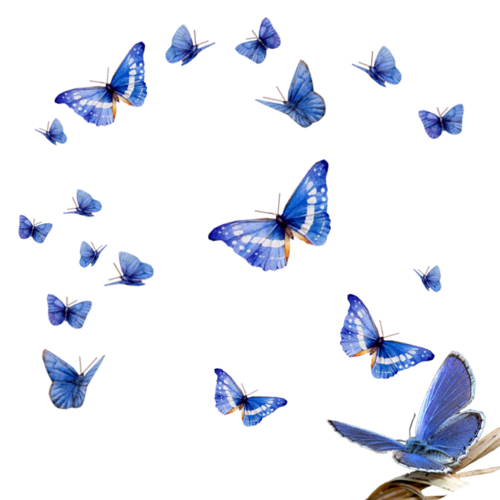 Papillons / 1