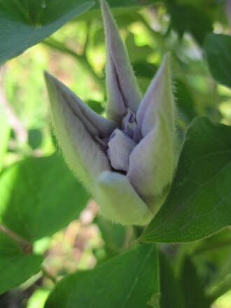 Clématite Piilu, à fleurs doubles roses à médiane carmin.