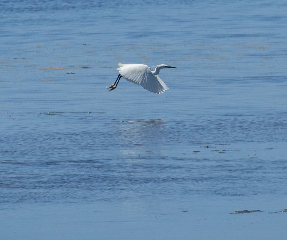 Une aigrette garzette à Andernos...